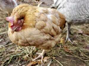 Hen showing signs of Coccidiosis