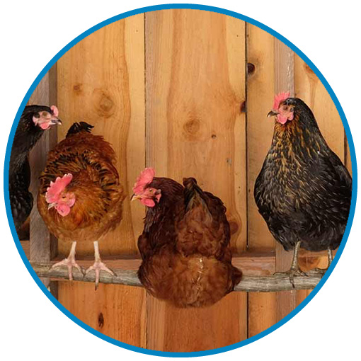 Chickens Perching in a Coop