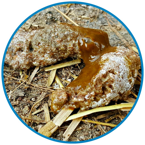 Chicken Poop (Cecal)