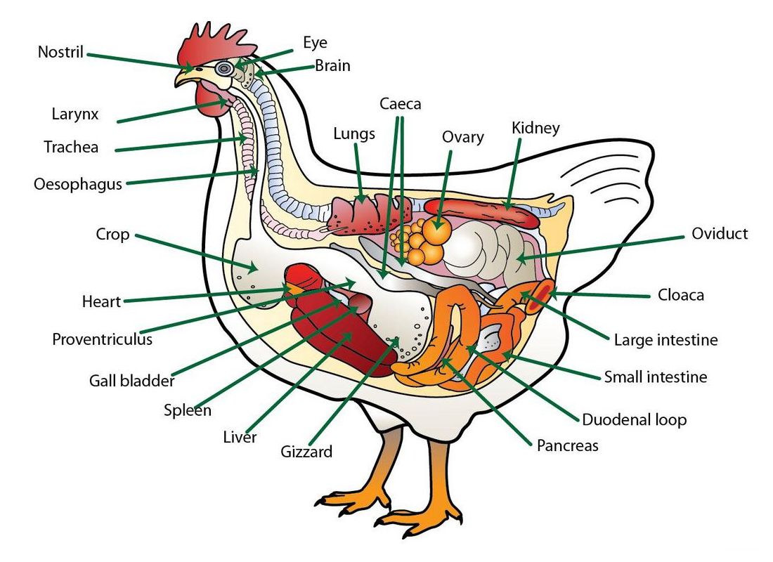 Internal Chicken Anatomy 101