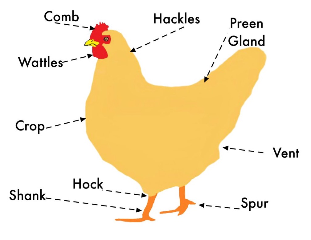Basic Parts of a Chicken