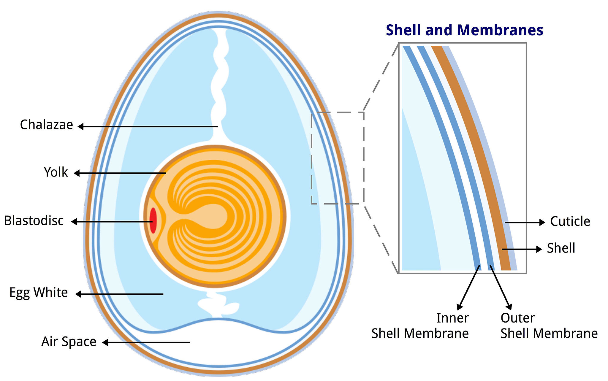 Basic Egg Anatomy