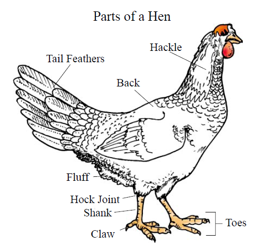 Female Chicken (Hen) Anatomy