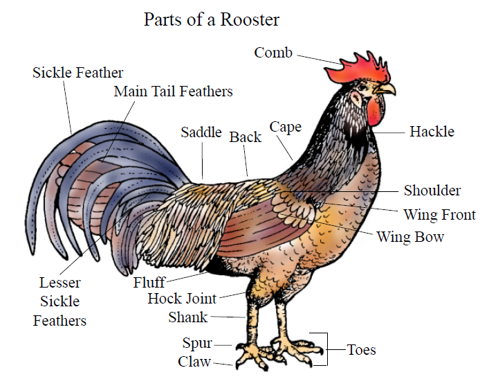 Male Chicken (Rooster) Anatomy