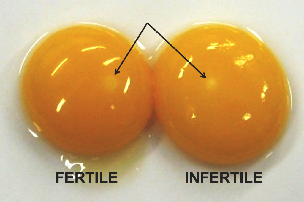 Fertile vs Fertilized Egg