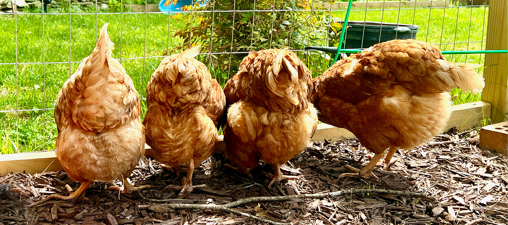 Happy Fluffy Chicken Butts at Happy Morning Farm in Sterling Virginia