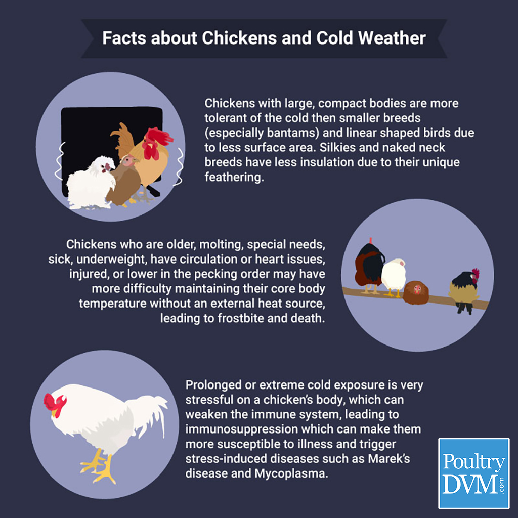 Facts About Chickens + Cold Weather