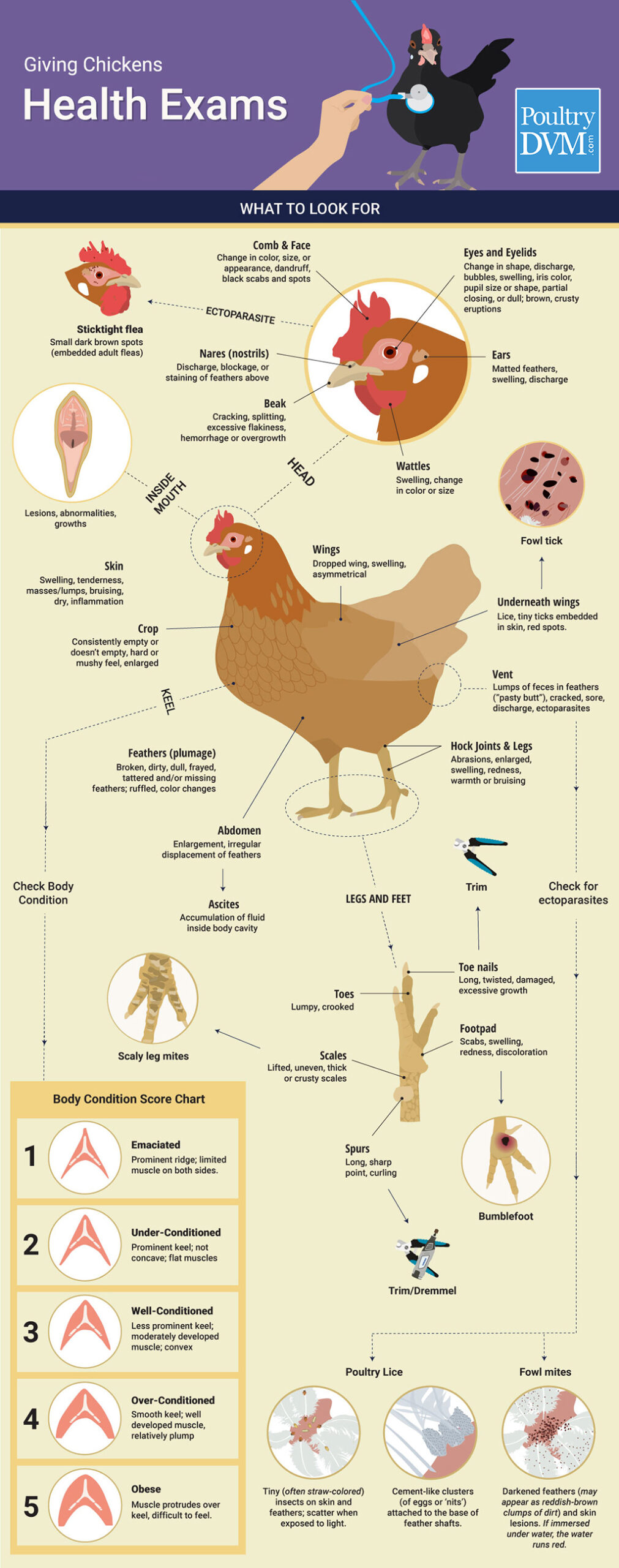 Examining a Sick Chicken